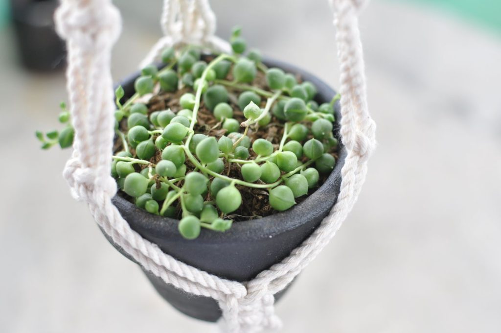 String of pearls in hanging pot