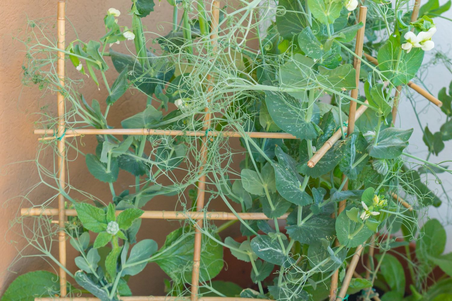 Sweet peas useful tips for the ornamental plant Plantura