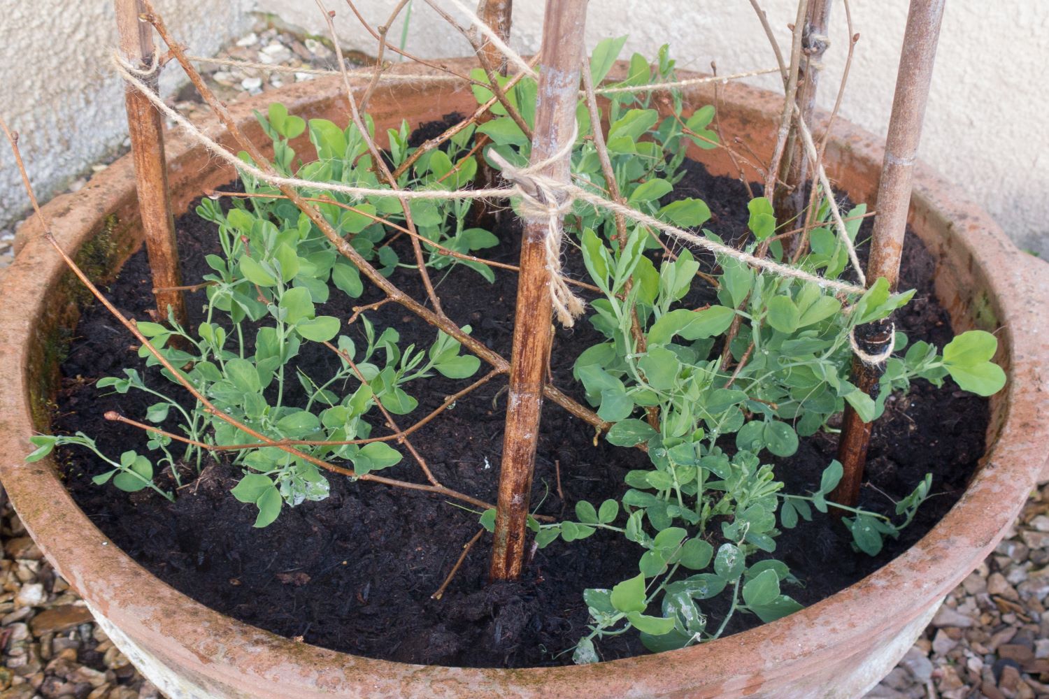 Sweet peas useful tips for the ornamental plant Plantura
