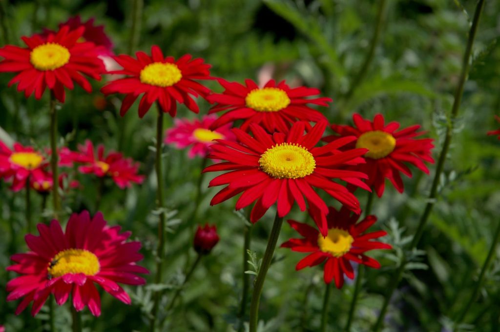 Red "daisies" growing in garden