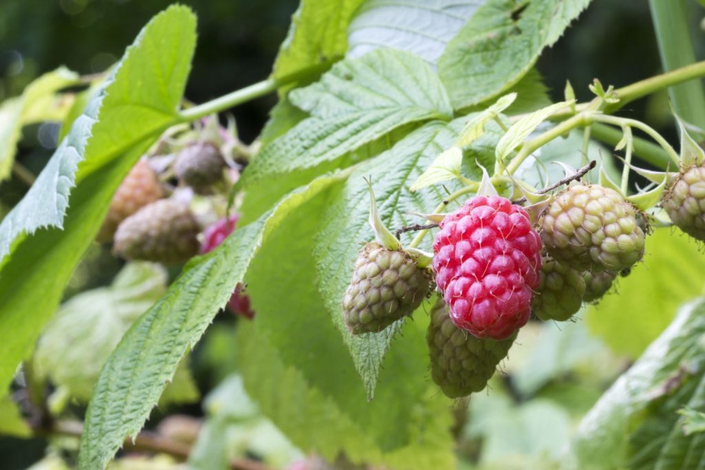 Tulameen ripe and ready raspberries