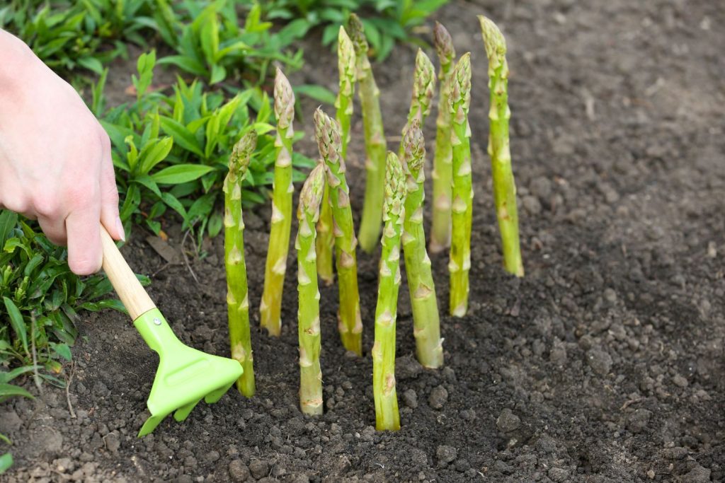 Weeding soil around asparagus spears