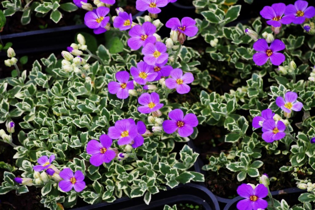 Aubrieta with white and green leaves