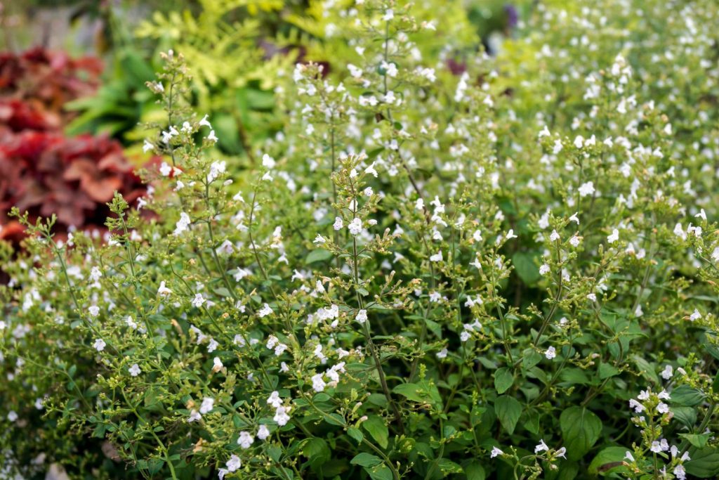 Calamint with white flowers