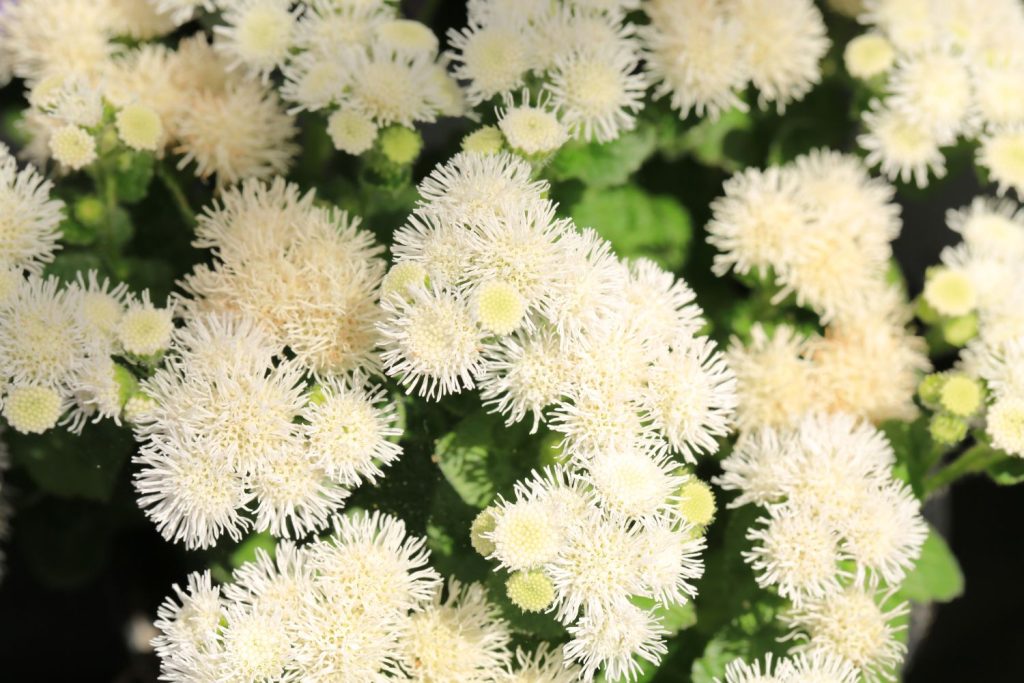Flossflower with bright white flowers