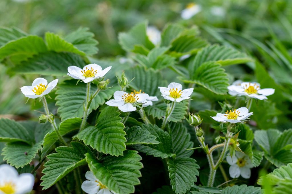 White strawberry flowers