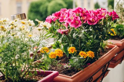 Planting window boxes: when, how & tips