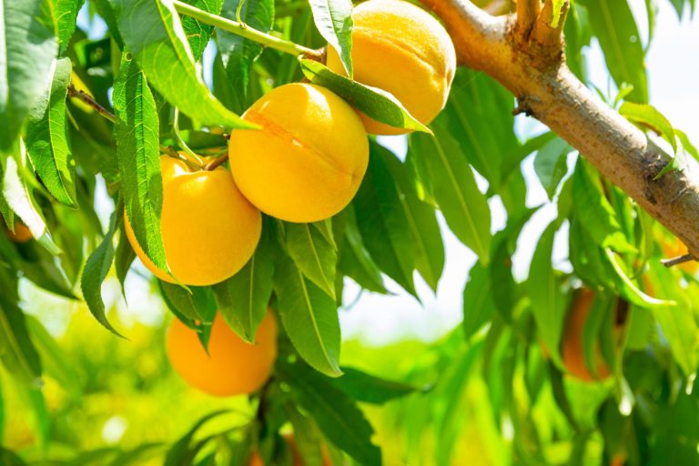 The best types of peaches to grow at home Plantura