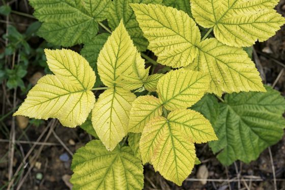 Raspberry leaves turning yellow: what can you do?