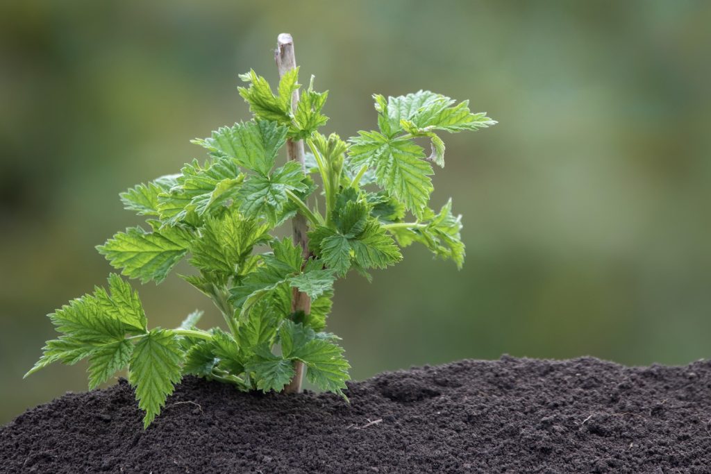 A young raspberry plant in soil