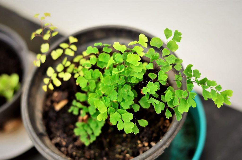 Fern in a plastic container