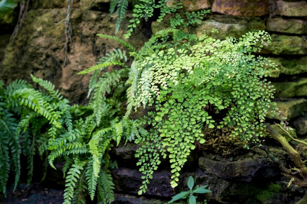 Stone wall with maidenhair ferns