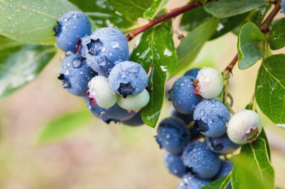 Blueberry varieties: the best types of blueberries for the garden