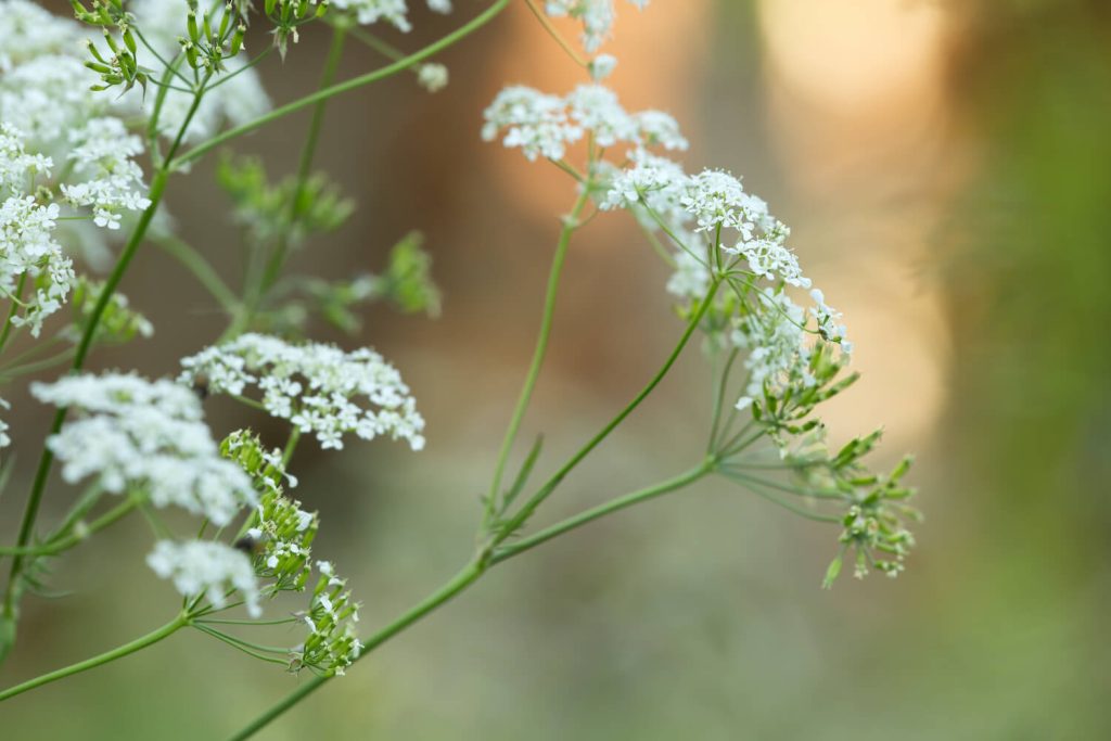 A flowering caraway plant