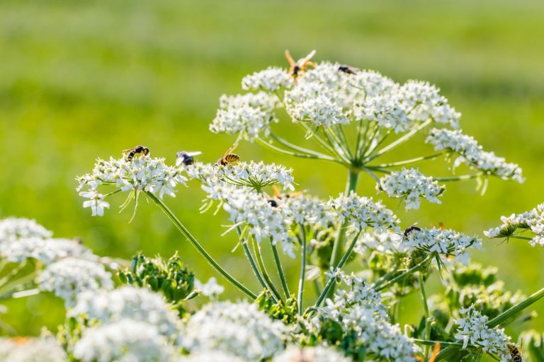 Growing caraway: when, where & plant care - Plantura