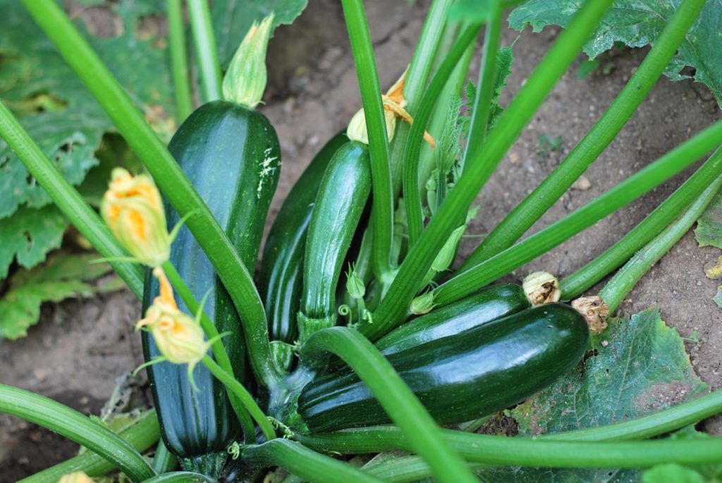 Courgettes growing on a plant