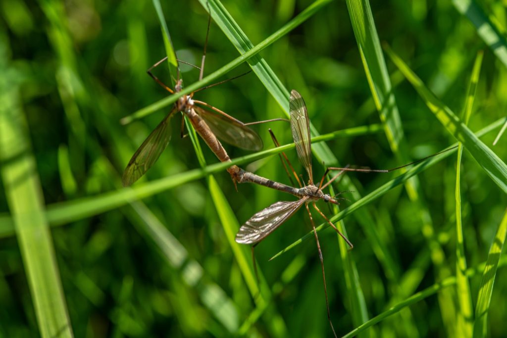 Two crane flies mating in grass