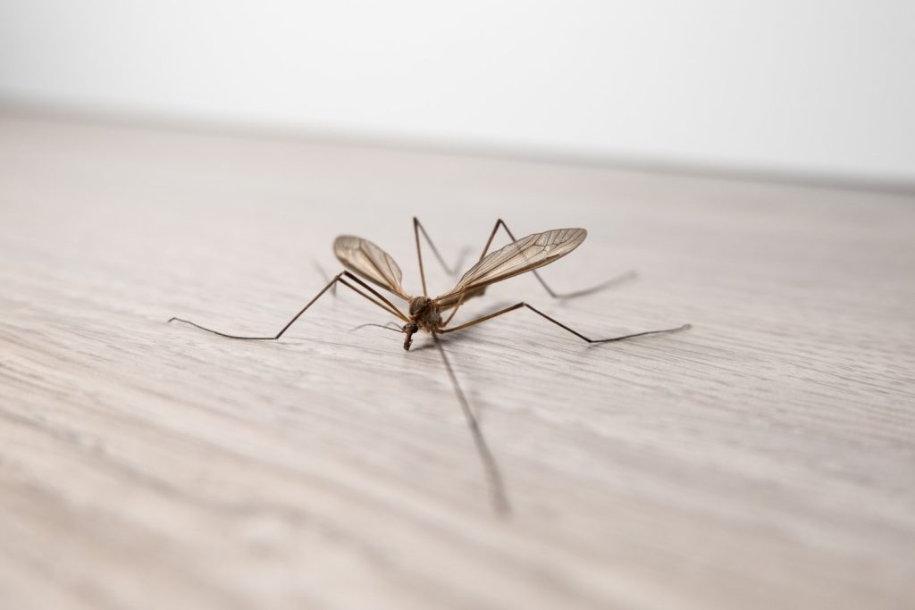 A daddy long legs on wooding flooring