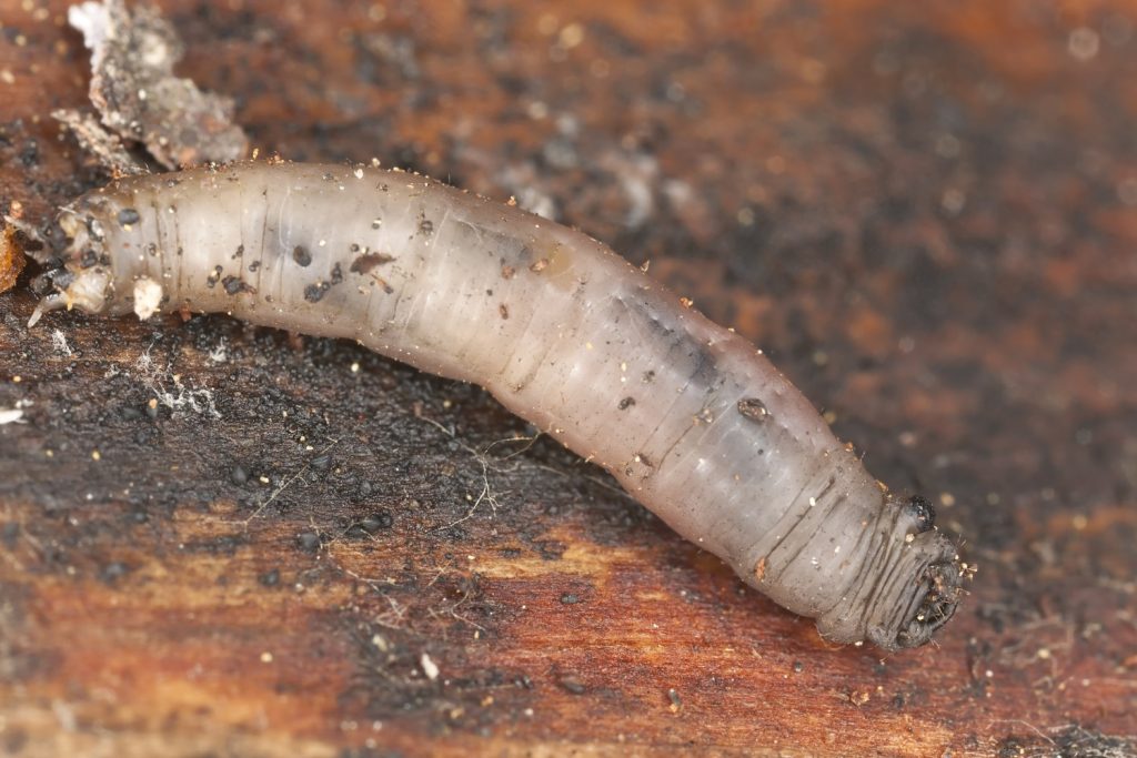 Crane fly larva