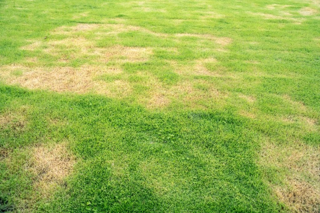 A lawn showing crane fly larvae damage