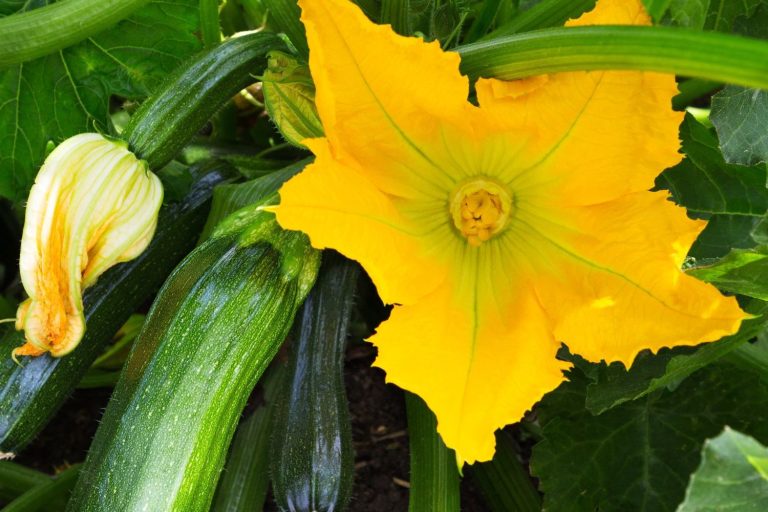 Courgettes profile, origin & characteristics Plantura