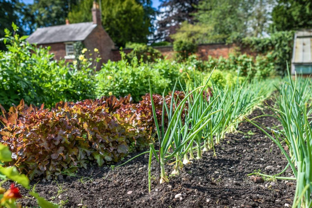 Garden with lettuce and onions