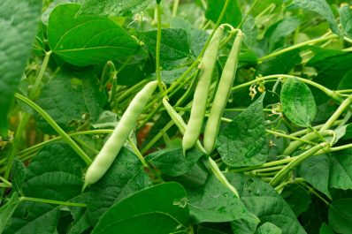 Beans: profile, care, companion plants & pests