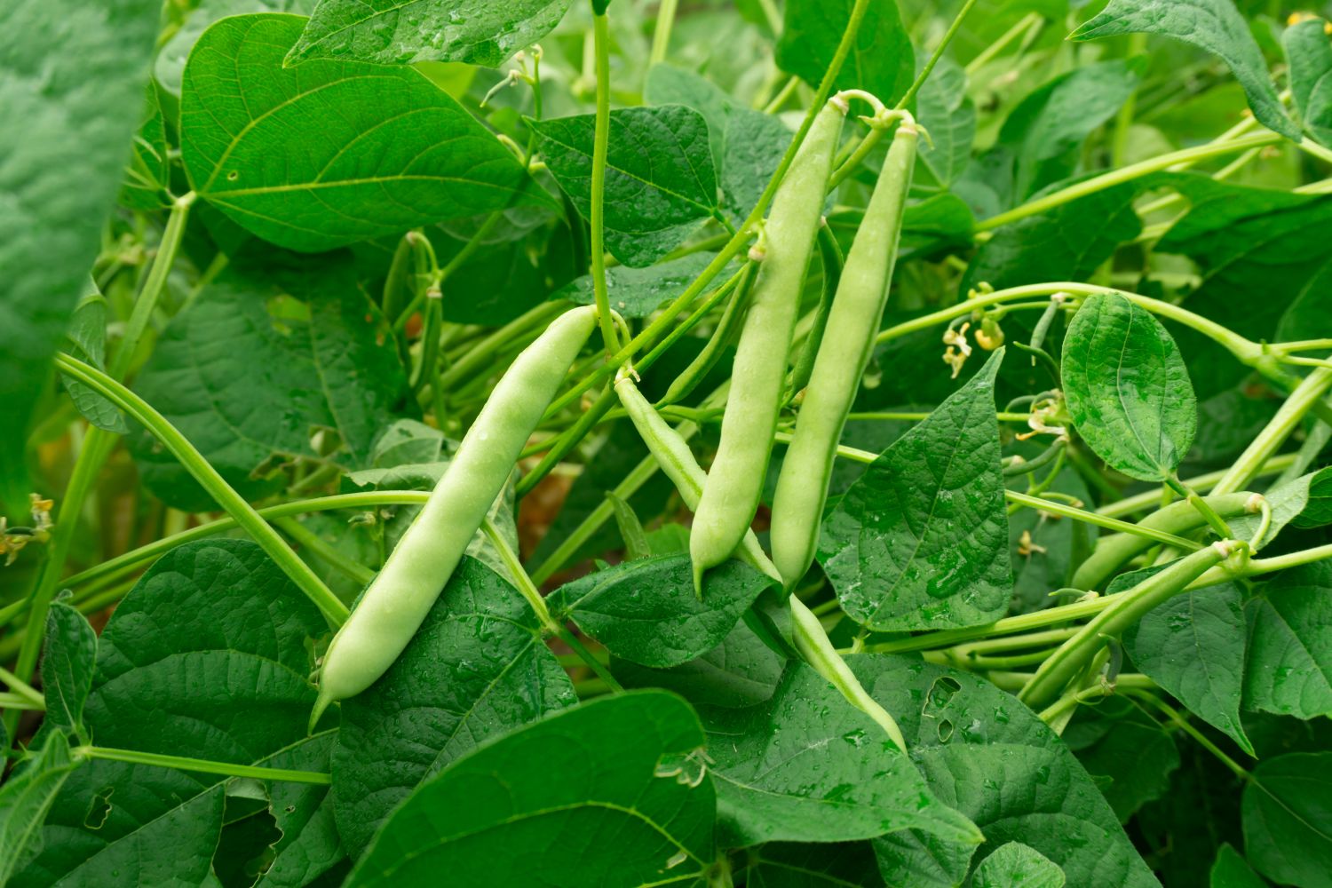 Green beans on plant