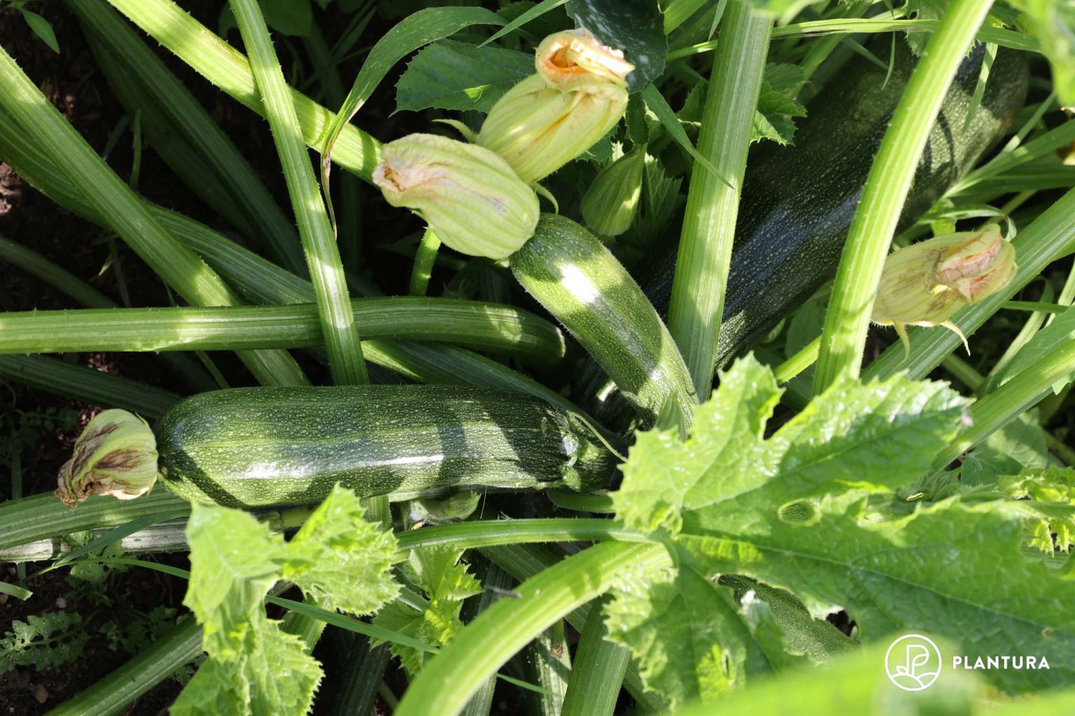 Courgettes profile, origin & characteristics Plantura
