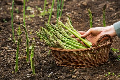 The best types of asparagus to grow at home