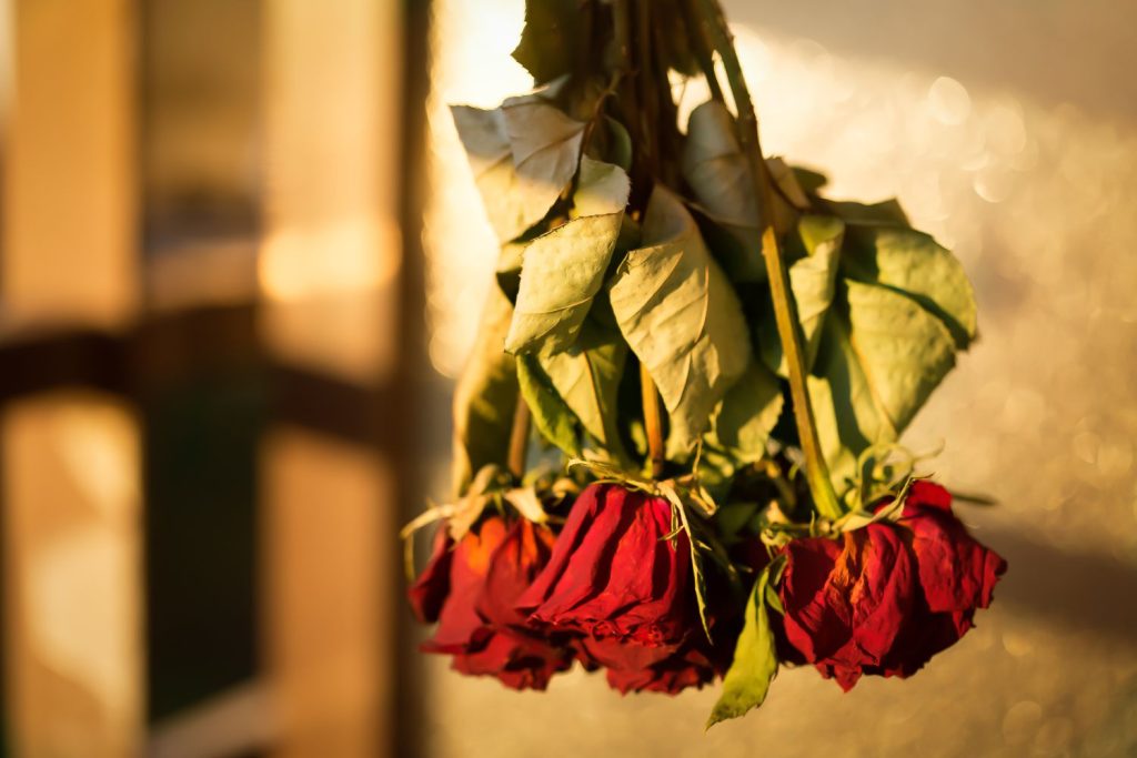 Preserving roses: drying & more - Plantura