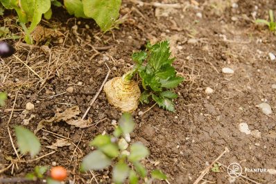 Celeriac: growing, harvesting and uses