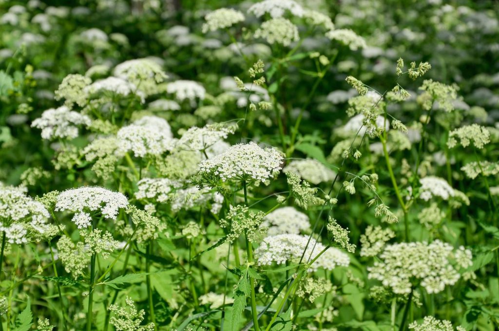 A swathe of white caraway flower heads