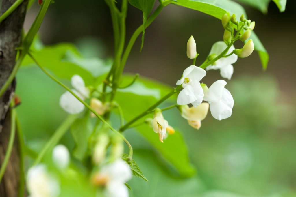 White bean flowers