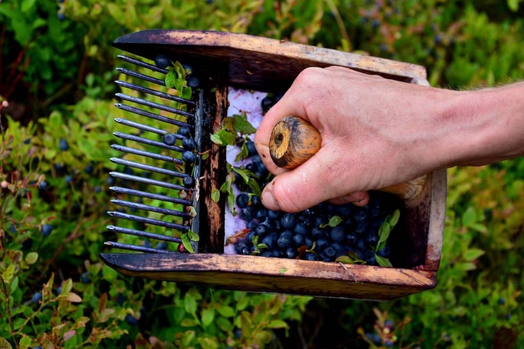 Harvesting bilberries with a comb