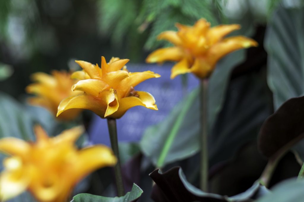 Yellow flowers of Calathea crocata