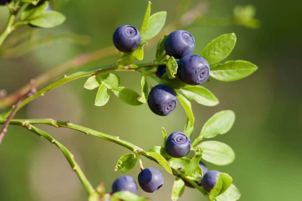 Bilberries on a plant