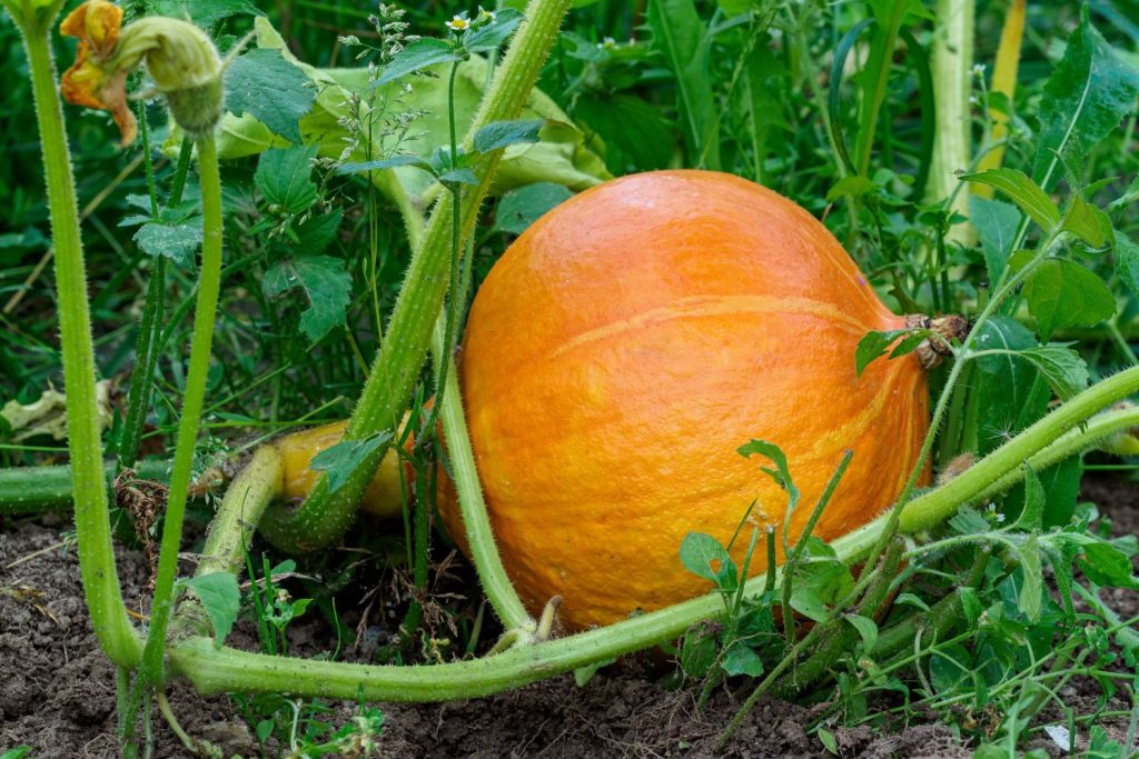 A hokkaido pumpkin on the ground ready to harvest