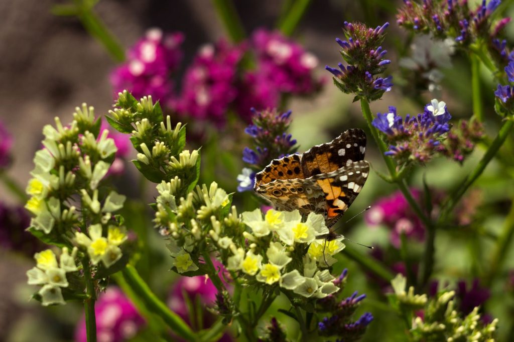 Butterfly on sea lavender flowers
