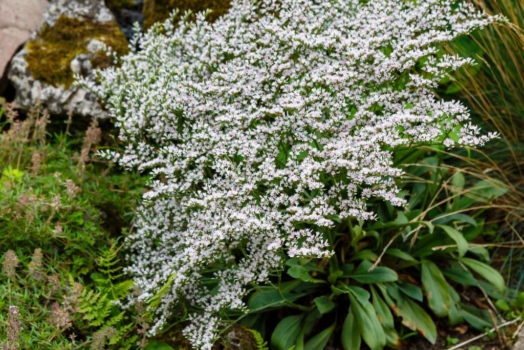 Statice inflorescences full of flowers