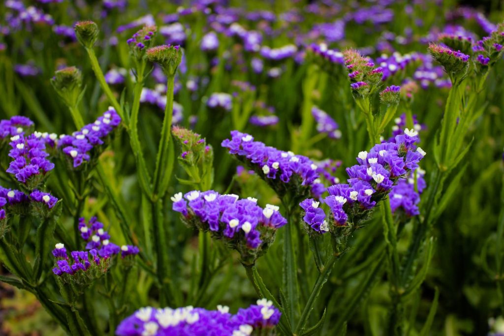 Purple wavyleaf sea lavender flowers