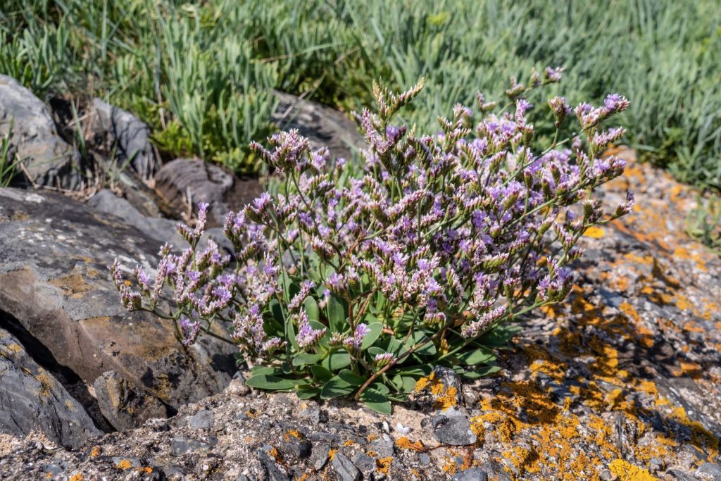 Sea lavender growing among rocks