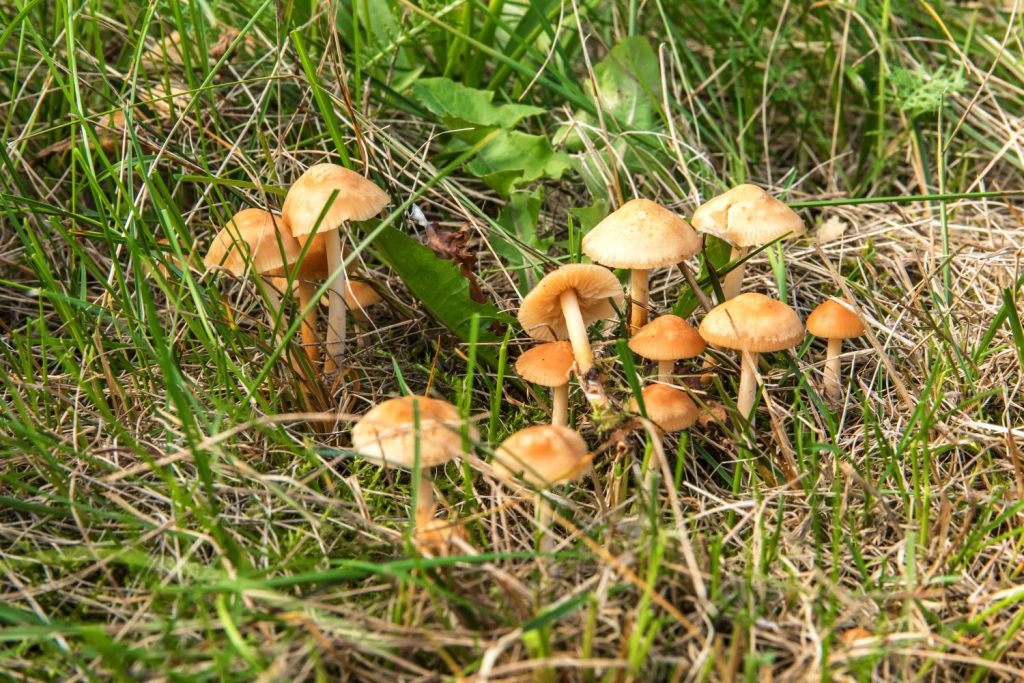 Brown mushrooms growing in grass