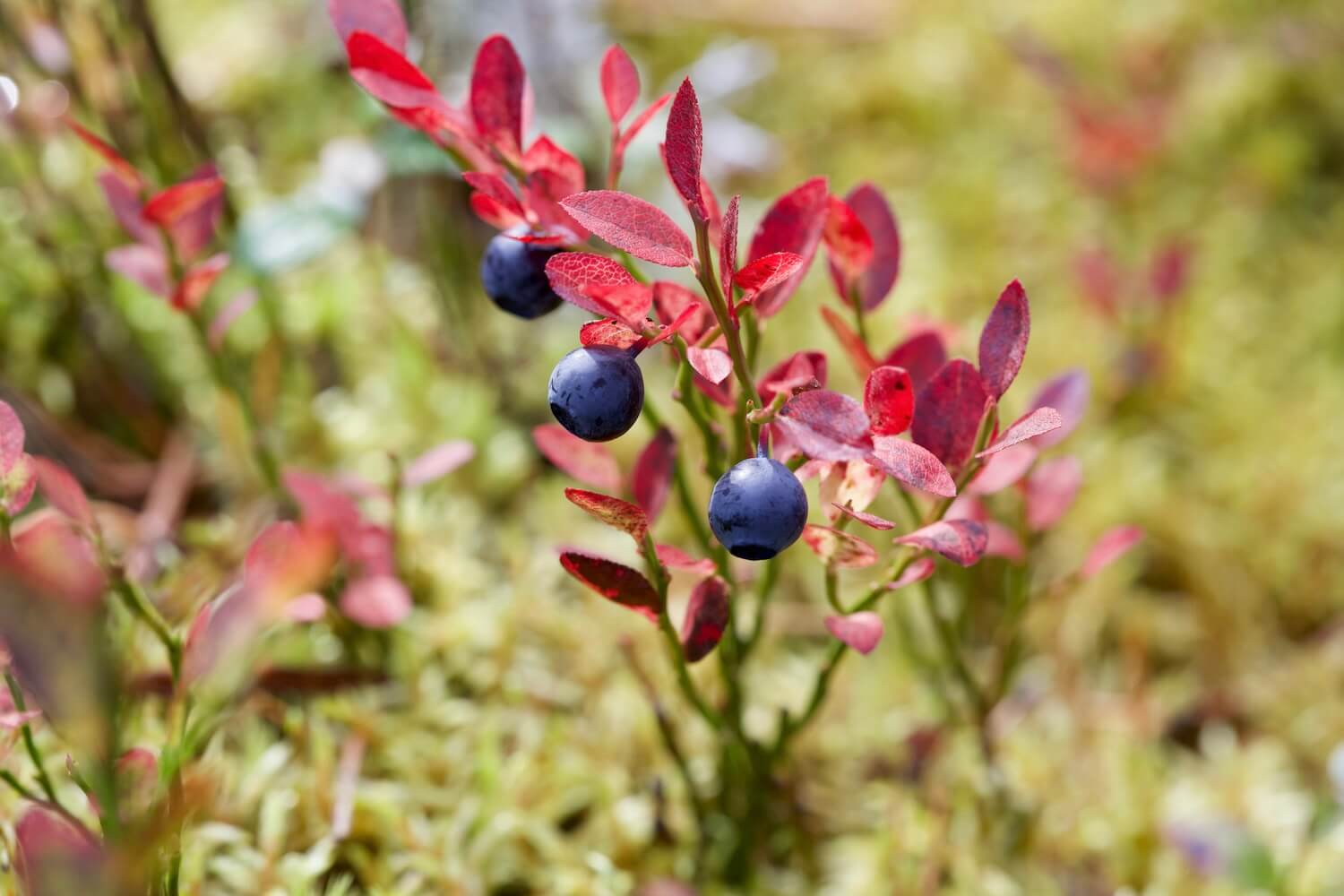 Bilberry: planting, harvesting & using - Plantura