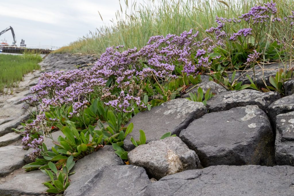 Common sea lavender near water