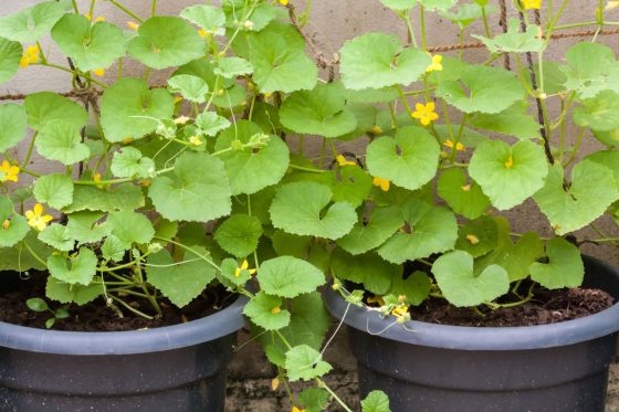 Growing cucumbers in pots: cultivation & care