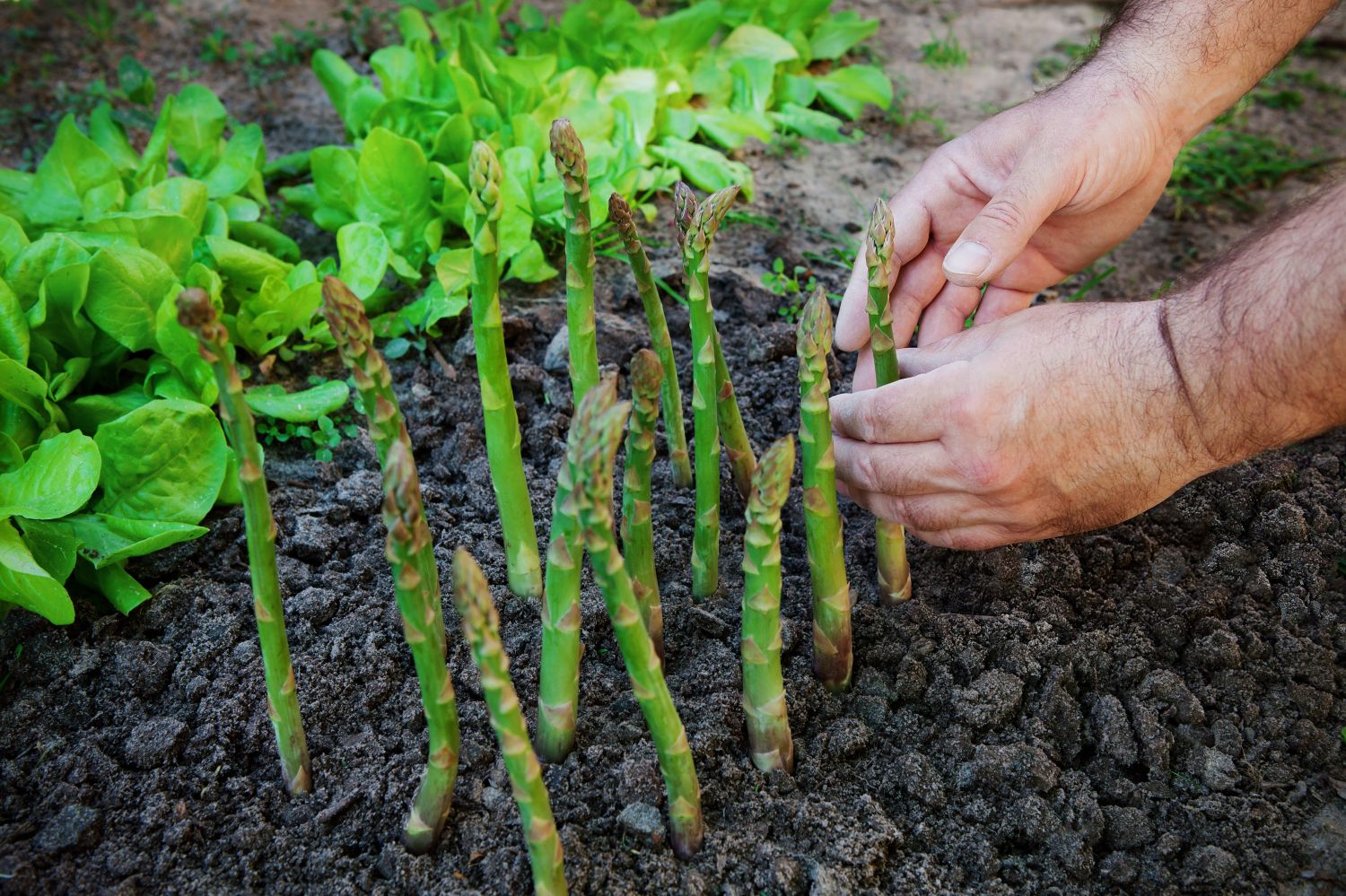 Growing asparagus: when, where & how - Plantura