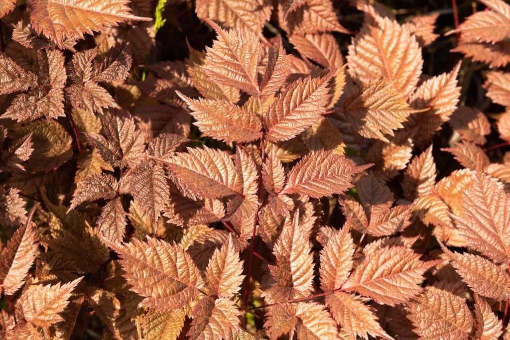 Plant Profile for Astilbe thunbergii 'Prof. van der Wielen' - Tall Japanese  Astilbe Perennial