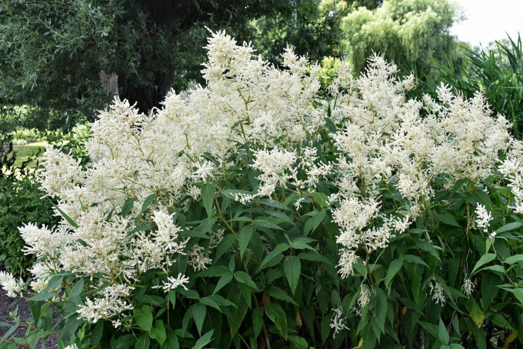 Astilbe Deutschland