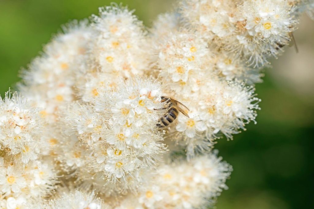 Bees and insects enjoy astilbe